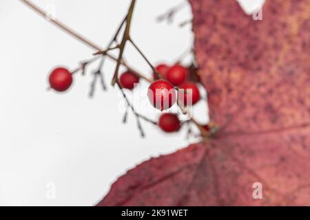 Dried and colored maple leaves on white background Stock Photo