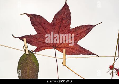 Dried and colored maple leaves on white background Stock Photo