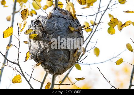 Big hornets nest high in poplar tree Stock Photo