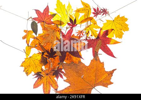 Dried and colored maple leaves on white background Stock Photo