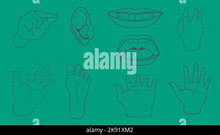 Doodle human hand. Vector body parts sketch. Isolated Stock Vector ...
