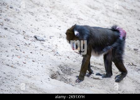 Mandrill walks on the sand, monkey walks on the sand side view. Stock Photo