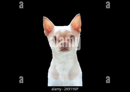 small white chihuahua dog isolated on black Stock Photo