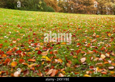Yellow-red foliage lying on a green lawn in an autumn park, soft focus landscape photo Stock Photo