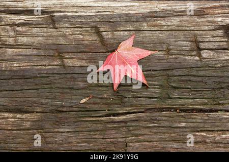 Red fallen autumn maple leaf lying on an old wooden table, top view Stock Photo