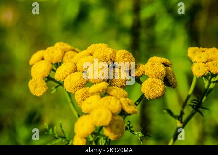 Tansy is a perennial, herbaceous flowering plant in the genus Tanacetum in the aster family, native to temperate Europe and Asia. Stock Photo