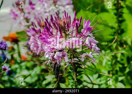 Cleome is a genus of flowering plants in the family Cleomaceae, commonly known as spider flowers, spider plants, spider weeds, or bee plants Stock Photo