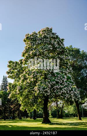 Flowering Northern catalpa in the city park Stock Photo