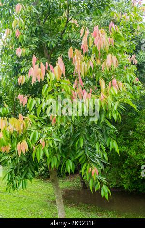 Cinnamon tree (Cinnamomum cassia aka Chinese cassia or Chinese cinnamon) with new young leaves growing - Tres Coroas, Brazil Stock Photo