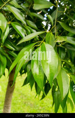 Close up of the leaves of a Cinnamon tree (Cinnamomum cassia aka Chinese cassia or Chinese cinnamon) - Tres Coroas, Brazil Stock Photo