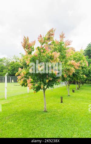 Cinnamon tree (Cinnamomum cassia aka Chinese cassia or Chinese cinnamon) with new young leaves growing - Tres Coroas, Brazil Stock Photo