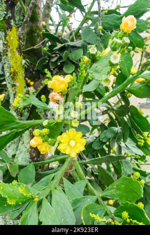 Brasiliopuntia brasiliensis (Brazilian Prickley Pear) cactus in bloom with yellow flowers - Tres Coroas, Brazil Stock Photo