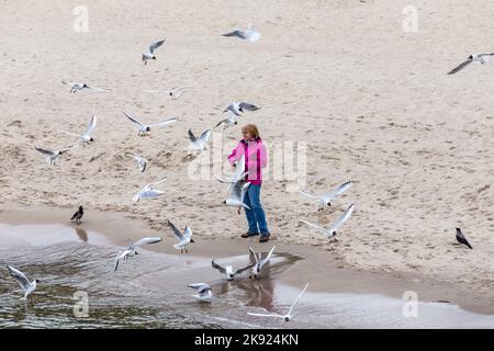 KOSEROW, GERMANY -MAR 31, 2016: woman loves to feed the seagulls at the baltic sea in Koserow, Germany. Feeding seagulls is allowed at the beaches. In Stock Photo