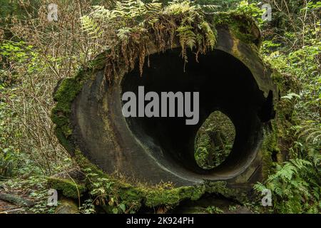 Empty Tree Trunk of Old Fallen Wood Lying Deep in the Forest Covered with Various Ingrown Plants. Green Foliage. Wildlife Theme. Stock Photo