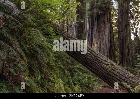 Closeup of Freshly Fallen Large Tree Deep in the Old Forest. Lush Greenery All Around. Wildlife Theme. Stock Photo