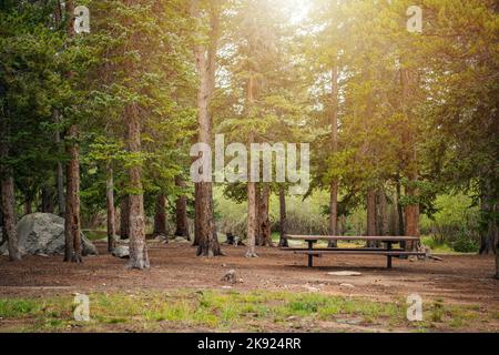 Quite and Calm Evergreen Coniferous Forest with No People Around. Sun Breaking Through the Branches. Wooden Bench Among the Trees. Stock Photo