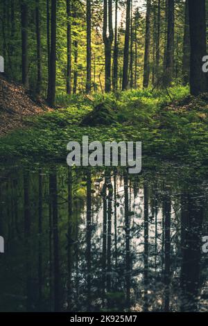 Beautiful Dense Forest With Tall Trees Reflecting in the Large Puddle of Water After Rain. Scenic Nature View. Stock Photo