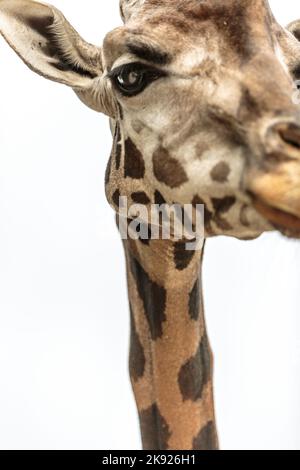 close-up photo of a giraffe looking at me with curiosity Stock Photo