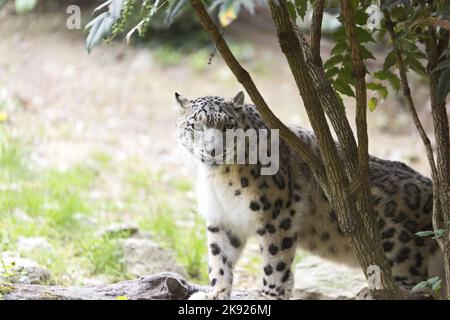 Snow leopard, Panthera uncia Stock Photo