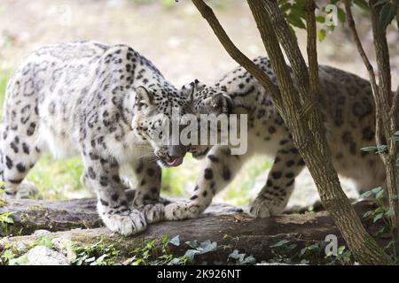 A pair of snow leopard Stock Photo