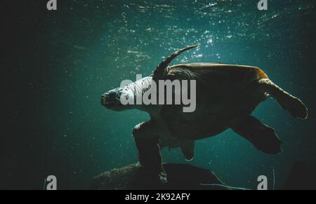 Beautiful Hawksbill sea turtle, endangered species, swims underwater at great depths. The turtle is carefully cared for in a reservation in the French Stock Photo