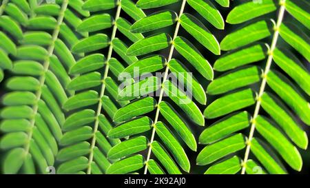 Background of bright green acacia leaves in background light of sun. Flat leafy texture, close-up Stock Photo