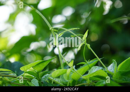 Paederia foetida (Also called skunkvine, stinkvine, gembrot, sembukan, Chinese fever vine) in the garden. This plant has special aroma Stock Photo