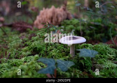 Violet wild mushrooms in the forest. Autumn woodland detail. Stock Photo