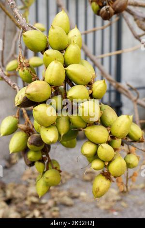 Paulownia tomentosa yellow unripe fruits of bluebell tree in autumn Stock Photo