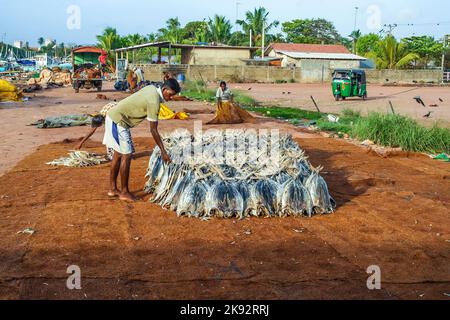NEGOMBO, SRI LANKA - AUG 20, 2005: fisherman staples fish at the beach in Negombo, Sri lanka. Drying fish is a traditional way to preserve fresh fish. Stock Photo