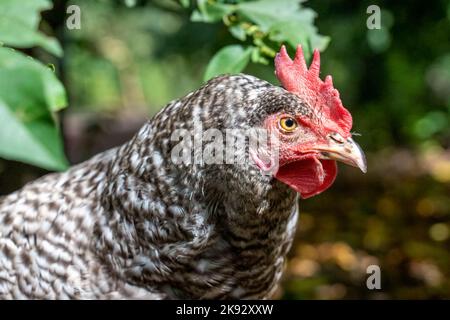 Port Townsend, Washington, USA.  Close-up of a Free-ranging Plymouth Barred Rock hen in a garden/orchard area. Stock Photo