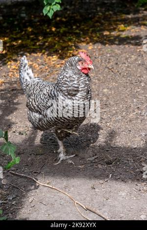 Port Townsend, Washington, USA.  Free-ranging Plymouth Barred Rock hen walking in a garden/orchard area. Stock Photo