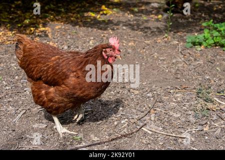 Port Townsend, Washington, USA.  Free-ranging Rhode Island Red hen walking in an orchard / garden area. Stock Photo