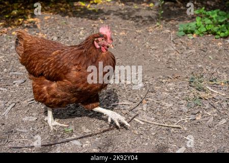 Port Townsend, Washington, USA.  Free-ranging Rhode Island Red hen walking in an orchard / garden area. Stock Photo