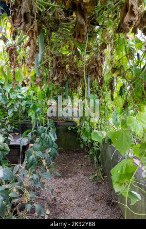 Port Townsend, Washington, USA.  English cucumbers growing in a commercial greenhouse. Stock Photo
