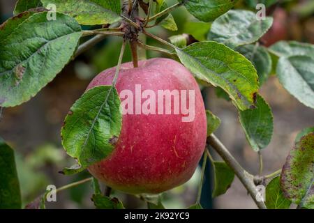 https://l450v.alamy.com/450v/2k92yc9/port-townsend-washington-usa-close-up-of-a-dwarf-cosmic-crisp-apple-growing-on-the-tree-2k92yc9.jpg