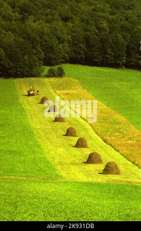 Harghita County, Romania, approx. 2000. Haystacks on a field. People gathering hay in a wagon. Stock Photo