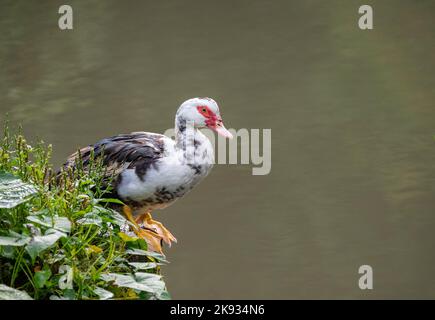 Muscovy Duck standing by a pond in Panama - Cairina moschata Stock Photo