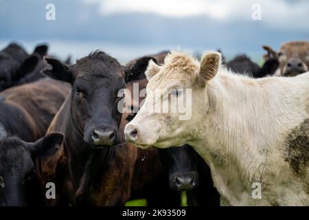 Close up of  dairy cows in the field, Angus and Murray Grey beef Cattle eating long pasture in spring and summer. Stock Photo