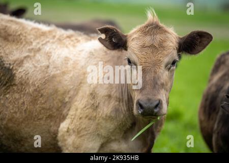 Close up of  dairy cows in the field, Angus and Murray Grey beef Cattle eating long pasture in spring and summer. Stock Photo