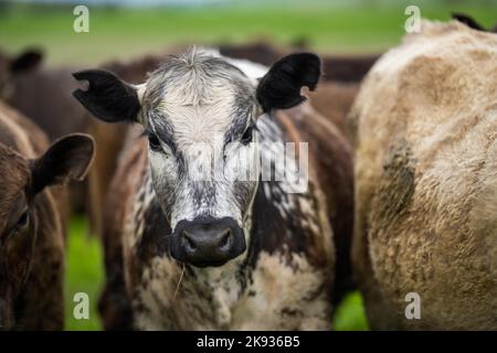 Close up of  dairy cows in the field, Angus and Murray Grey beef Cattle eating long pasture in spring and summer. Stock Photo