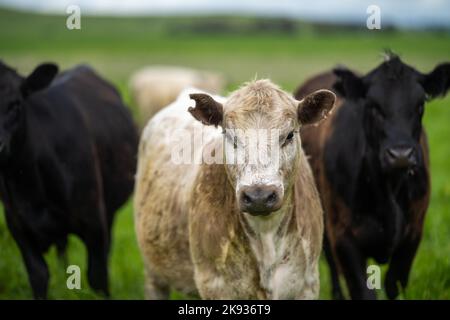 Close up of  dairy cows in the field, Angus and Murray Grey beef Cattle eating long pasture in spring and summer. Stock Photo