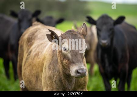 Close up of  dairy cows in the field, Angus and Murray Grey beef Cattle eating long pasture in spring and summer. Stock Photo