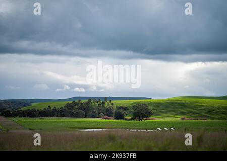 Close up of  dairy cows in the field, Angus and Murray Grey beef Cattle eating long pasture in spring and summer. Stock Photo