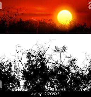 Seamless Silhouette of Leafless Branches of a Tree on White Background. Template for The Sunset Landscape of Sky, Clouds and Red Sun and Mount Behind Stock Vector