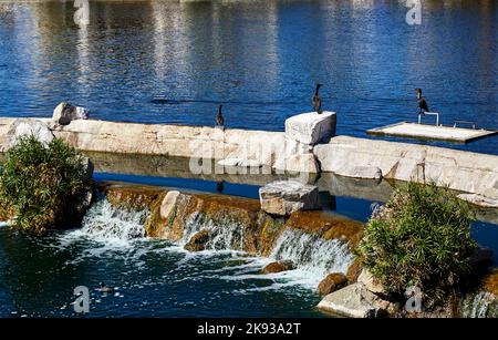 Little Heron sitting on wall at a lake Stock Photo