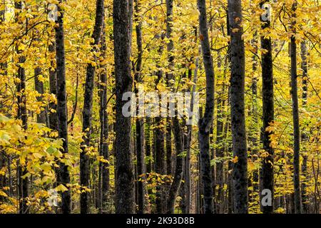 Vibrant fall color in the Forest - Pisgah National Forest - near Brevard, North Carolina USA Stock Photo