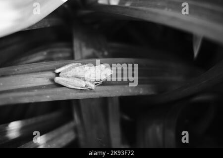 Black and white photo, Monochrome photo of a frog taking shelter on a pandan leaf in Cicalengka - Indonesia Stock Photo