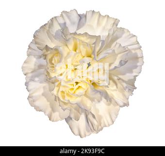 One Carnation Flower Head on a white background. The Flower head is white. Stock Photo