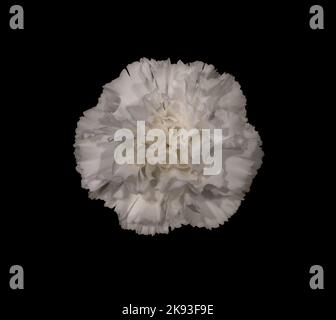 One Carnation Flower Head on a black background. The Flower head is white. Stock Photo